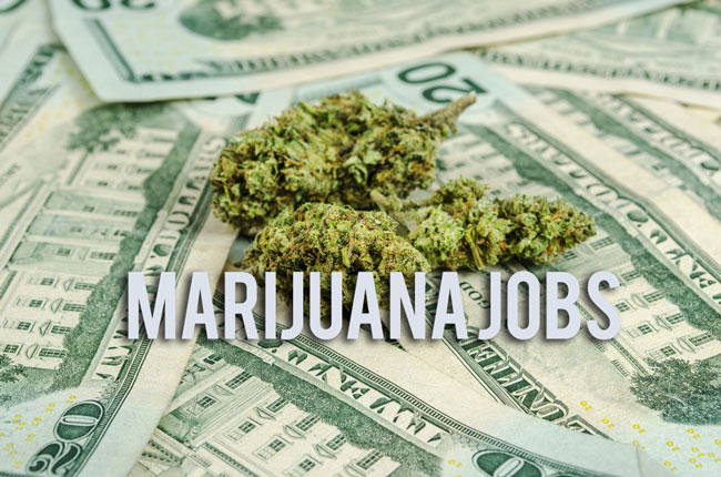 Cannabis Careers: Awesome jobs in the cannabis industry