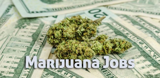 Medical Marijuana Jobs: Earn as an ambassador as a 420 jobs!