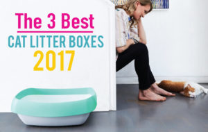 Best Cat Litter Boxes 2019