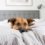 Hotels that Allow Big Dogs
